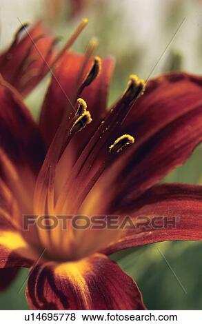 Red yellow lillies View Large Photo Image Stock Photo - Red yellow lillies. Fotosearch