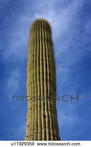 Saguaro cactus View Large Photo Image Stock Photo - Saguaro cactus. Fotosearch