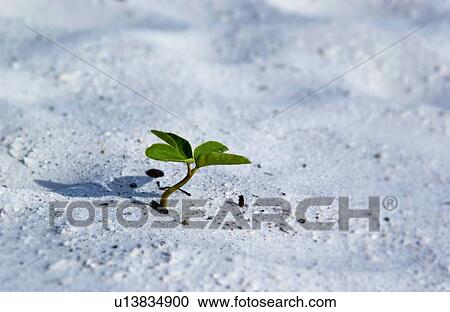 Seedling growing in sand View Large Photo Image Stock Image - Seedling growing in sand. Fotosearch