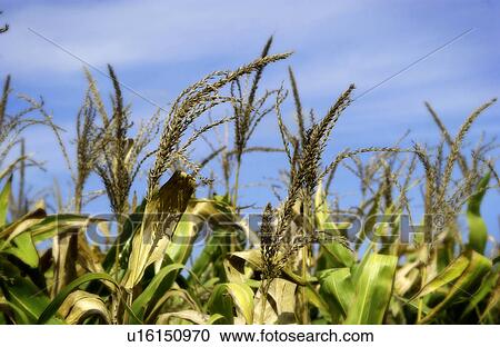 Stock Image - Stalks of corn in field. Fotosearch