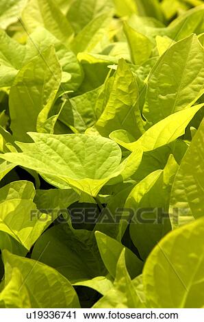 Sweet potato vine plant View Large Photo Image Stock Image - Sweet potato vine plant. Fotosearch