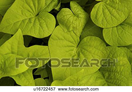 Stock Photo - Sweet potato vine plant. Fotosearch