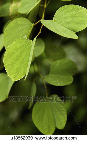 Tree branch View Large Photo Image Stock Photo - Tree branch. Fotosearch
