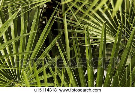 Stock Photo - Tropical leaf pattern. Fotosearch