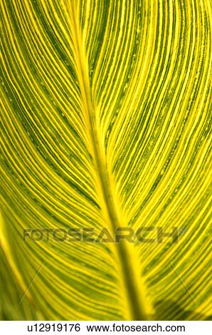Stock Photograph - Tropical leaves. Fotosearch