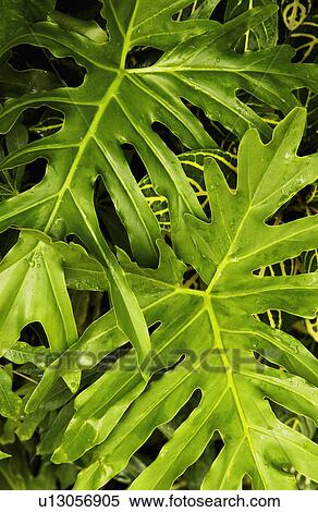Tropical plant pattern View Large Photo Image Stock Photography - Tropical plant pattern. Fotosearch