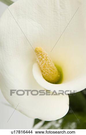 Picture - Tropical plant. Fotosearch