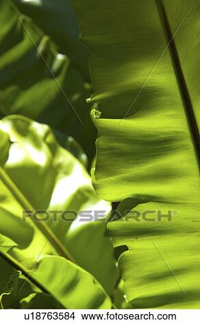 Picture - Tropical plant. Fotosearch