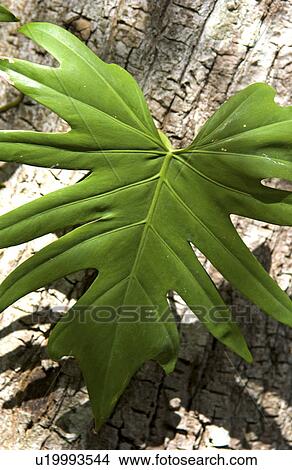 Picture - Tropical plant. Fotosearch