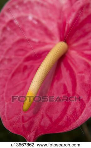 Tropical plant View Large Photo Image Stock Image - Tropical plant. Fotosearch
