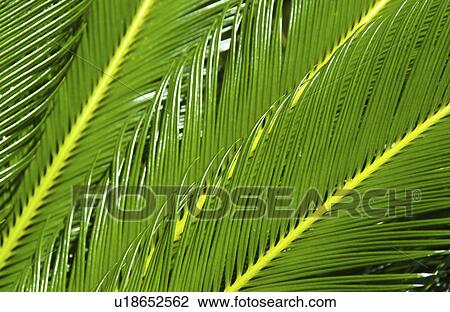 Stock Image - Tropical plant. Fotosearch