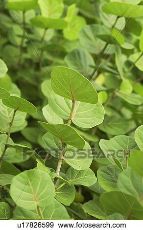 Stock Photo - Tropical plant. Fotosearch