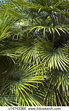 Stock Photograph - Tropical plant. Fotosearch