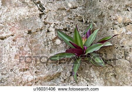 Stock Photograph - Tropical plant. Fotosearch