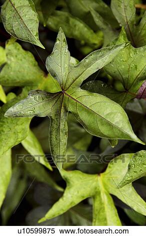Tropical plant View Large Photo Image Stock Photography - Tropical plant. Fotosearch