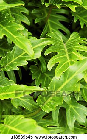 Tropical plant View Large Photo Image Stock Photography - Tropical plant. Fotosearch