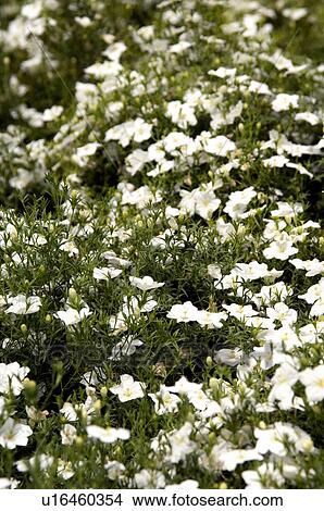 Picture - White flowers. Fotosearch