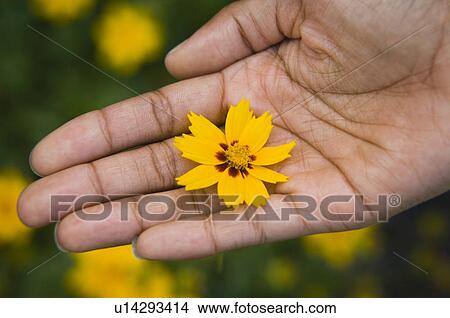 Woman holding flower View Large Photo Image Picture - Woman holding flower. Fotosearch
