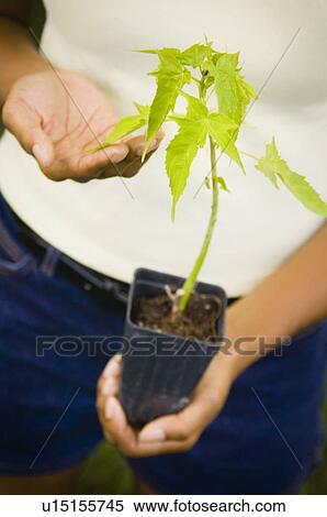 Woman holding plant View Large Photo Image Stock Photography - Woman holding plant. Fotosearch
