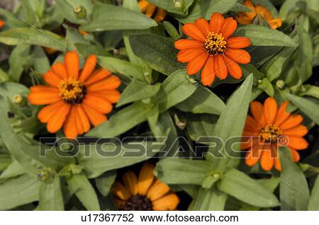 Stock Image - Zinnias. Fotosearch