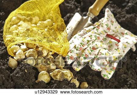 Tools to plant bulbs View Large Photo Image Stock Photo - Tools to plant bulbs. Fotosearch
