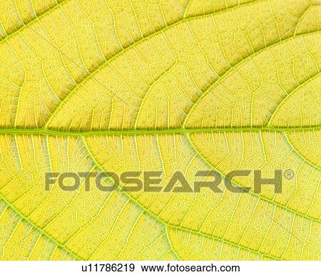 Stock Photo - background, foliage, netted veins, pattern, vein, nerve. Fotosearch