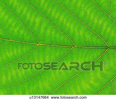 background, green, foliage, leafage, textures, netted veins View Large Photo Image Picture - background, green, foliage, leafage, textures, netted veins. Fotosearch