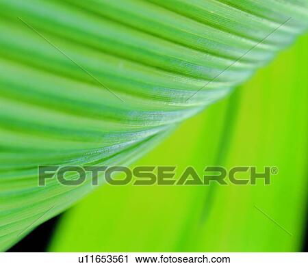 Stock Image - background, leaf, textures, foliage, vein, green. Fotosearch