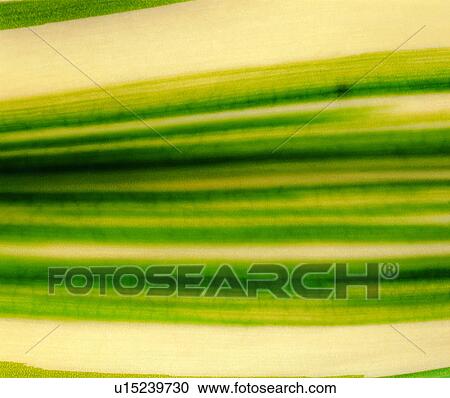 blade, green, textures, vein, leaf View Large Photo Image Stock Image - blade, green, textures, vein, leaf. Fotosearch