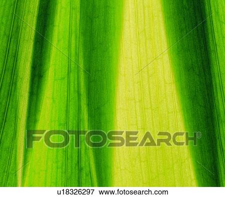 blade, leafage, venation, leaf, pattern, vein View Large Photo Image Stock Photo - blade, leafage, venation, leaf, pattern, vein. Fotosearch