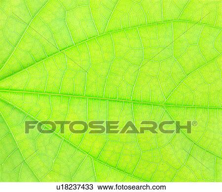 Stock Image - blade, vein, nerve, venation, foliage. Fotosearch