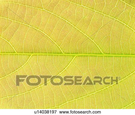 Stock Photo - broadleaf, foliage, blade, netted veins, yellow, pattern. Fotosearch