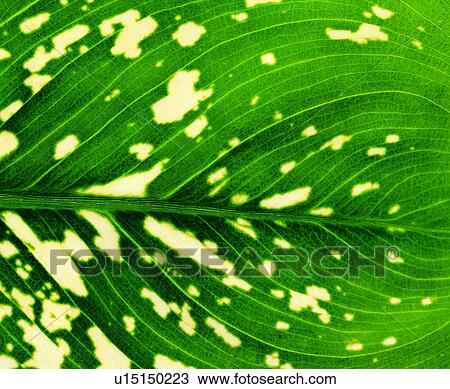 broadleaf, foliage, leafage, venation, nerve, blade View Large Photo Image Stock Image - broadleaf, foliage, leafage, venation, nerve, blade. Fotosearch