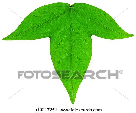 broadleaf, foliage, netted veins, vein, green View Large Photo Image Stock Image - broadleaf, foliage, netted veins, vein, green. Fotosearch