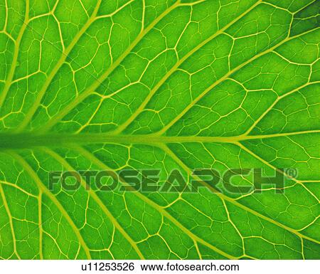 broadleaf, green, pattern, netted veins, textures, blade View Large Photo Image Stock Photograph - broadleaf, green, pattern, netted veins, textures, blade. Fotosearch