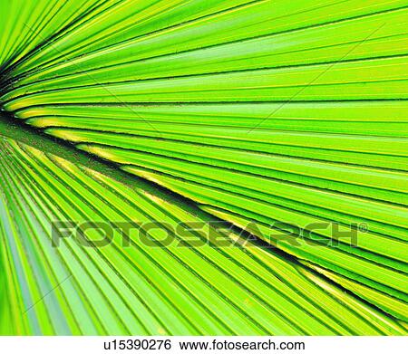 Stock Photograph - broadleaf, leafage, leafage, foliage, nerve, palm leaf. Fotosearch