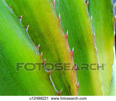 Stock Image - broadleaf, leafage, venation, nerve, green, thorn, parallel veins. Fotosearch