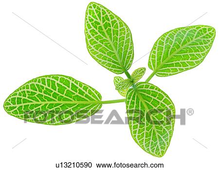 Stock Image - broadleaf, leafage, yellow, nerve, vein, green, foliage. Fotosearch