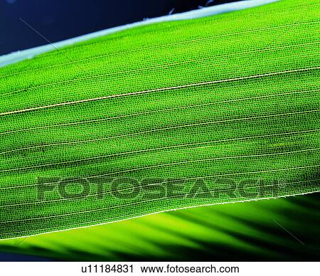 broadleaf, pattern, leaf, parallel veins, venation, background View Large Photo Image Stock Image - broadleaf, pattern, leaf, parallel veins, venation, background. Fotosearch