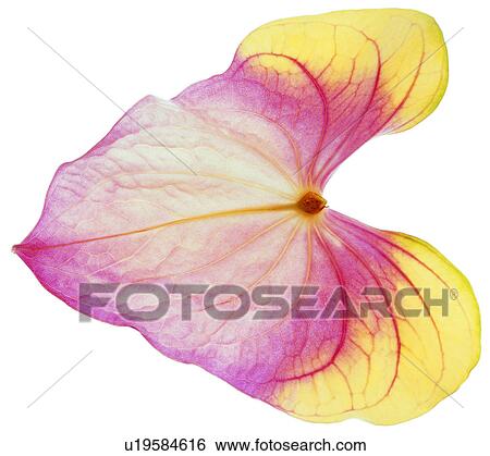 broadleaf, red, foliage, venation, leafage, netted veins View Large Photo Image Stock Photograph - broadleaf, red, foliage, venation, leafage, netted veins. Fotosearch