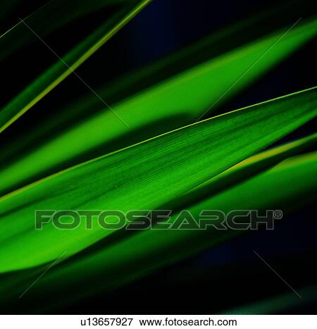 Stock Photo - broadleaf, venation, leaf, green, blade, pattern. Fotosearch