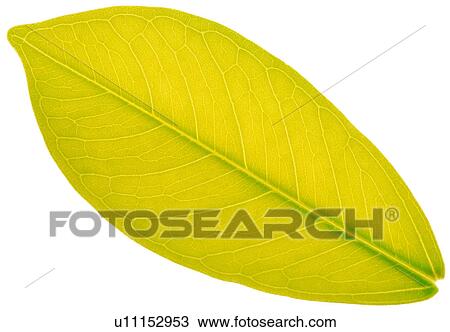 Stock Image - broadleaf, venation, leafage, yellow, nerve, vein. Fotosearch