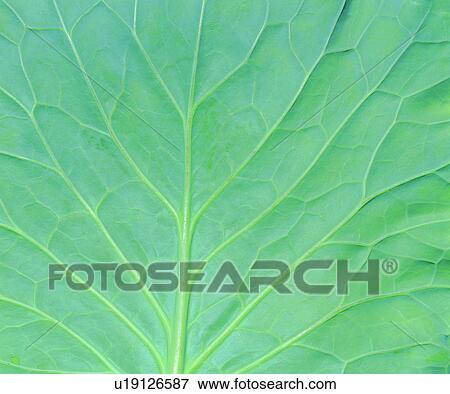 foliage, leafage, netted veins, blade, background, green, textures View Large Photo Image Stock Photo - foliage, leafage, netted veins, blade, background, green, textures. Fotosearch