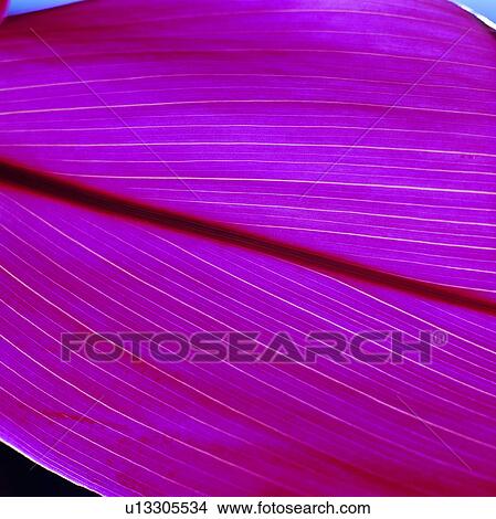 Picture - foliage, parallel veins, vein, background, broadleaf, red. Fotosearch