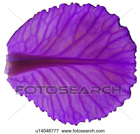 Stock Photo - foliage, purple, vein, netted veins, leafage, leaf. Fotosearch