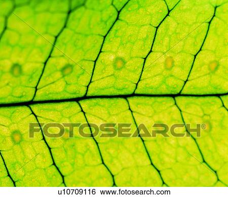 Stock Photograph - foliage, spore, nerve, leafage, textures, background, leaf. Fotosearch
