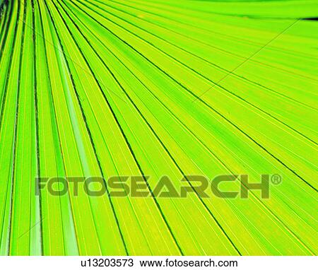 green, background, parallel veins, palm leaf, venation, leaf, leafage View Large Photo Image Stock Image - green, background, parallel veins, palm leaf, venation, leaf, leafage. Fotosearch