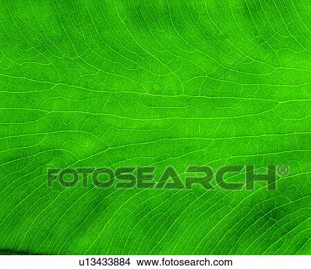 green, broadleaf, nerve, blade, venation, vein View Large Photo Image Picture - green, broadleaf, nerve, blade, venation, vein. Fotosearch