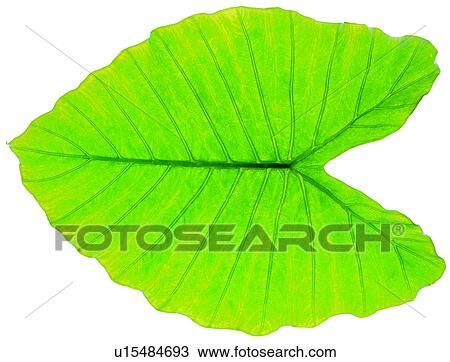 Stock Image - green, broadleaf, parallel veins, foliage, leafage, venation. Fotosearch