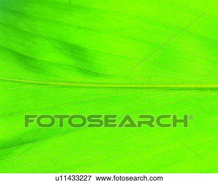 green, leaf, pattern, nerve, vein, venation View Large Photo Image Stock Photo - green, leaf, pattern, nerve, vein, venation. Fotosearch